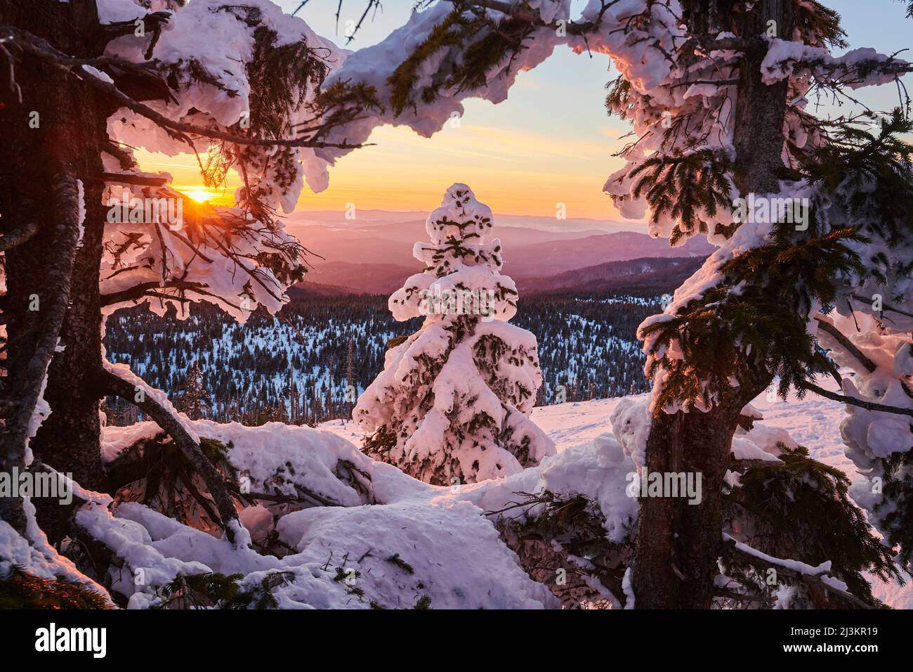 Gefrorene Norwegenfichte oder europäische Fichte (Picea abies) bei Sonnenuntergang auf dem Mount Lusen, Bayerischer Wald; Bayern, Deutschland Stockfoto
