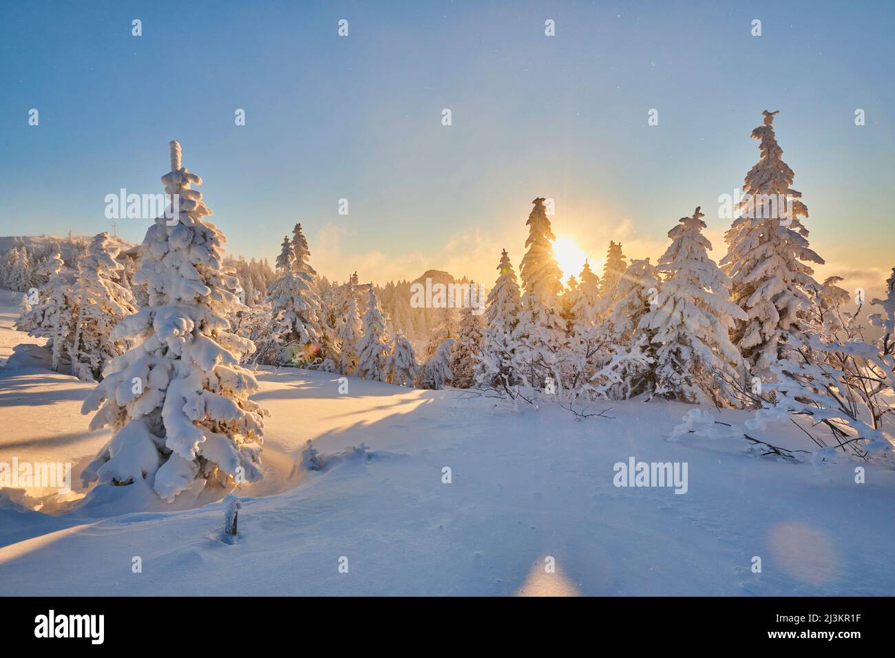 Gefrorene Norwegenfichte oder europäische Fichten (Picea abies) bei Sonnenaufgang auf dem Berg Arber im Bayerischen Wald; Bayern, Deutschland Stockfoto