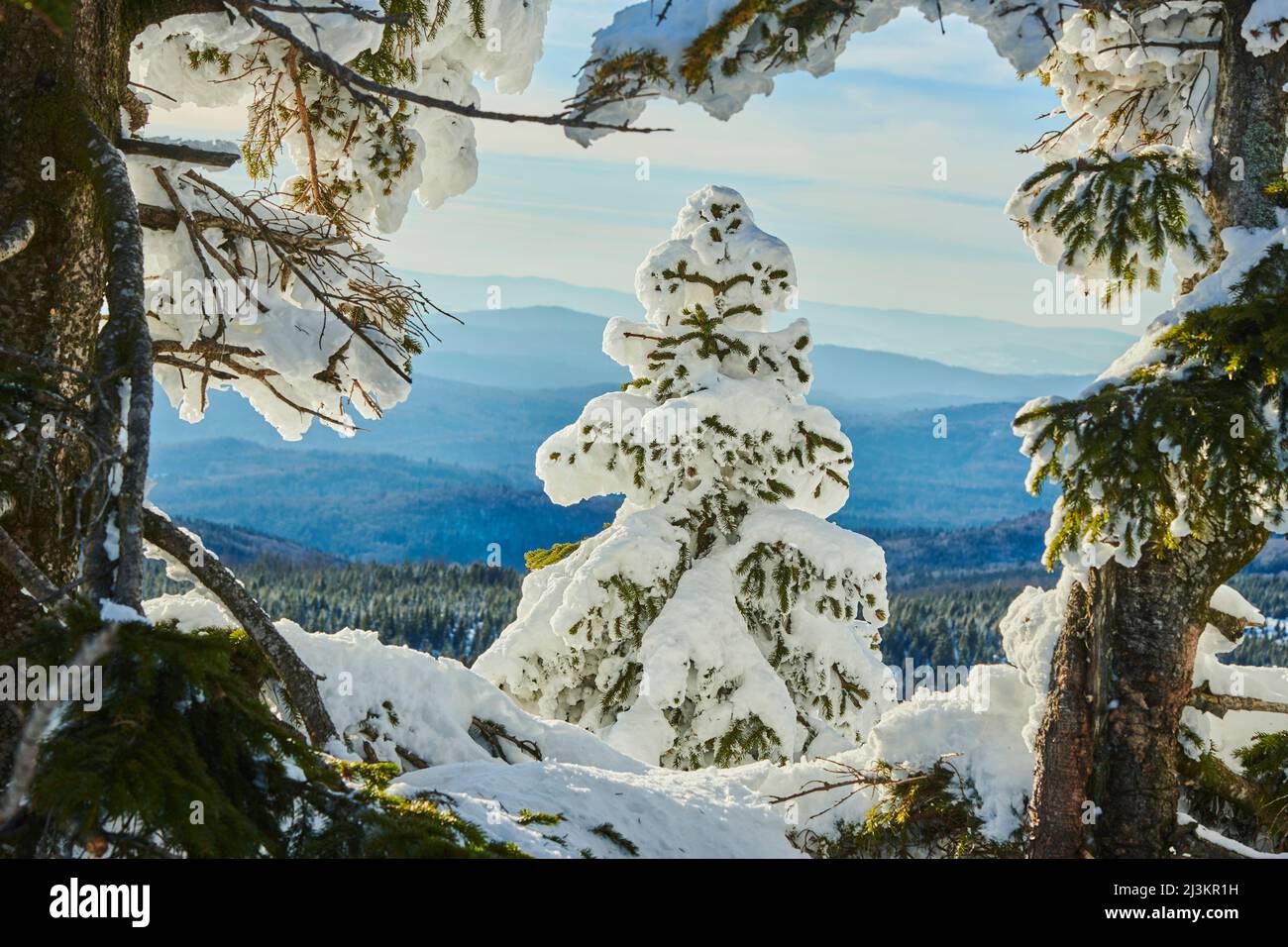 Gefrorene Fichte oder europäische Fichte (Picea abies) an einem sonnigen Tag auf dem Berg Lusen, Bayerischer Wald; Bayern, Deutschland Stockfoto