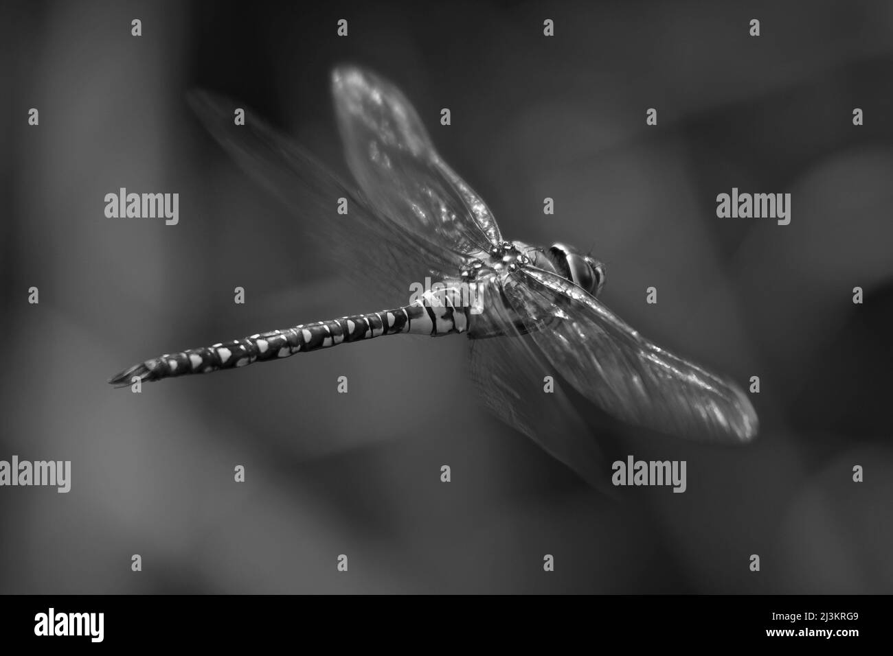 Wanderfalkfliegen-Libelle (Aeshna mixta), die durch Unterholz fliegt, London Wetland Centre; London, England Stockfoto