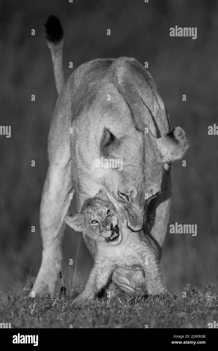 Löwin (Panthera leo) beißt Junges auf Halskrause, Serengeti-Nationalpark; Arusha-Region, Tansania Stockfoto