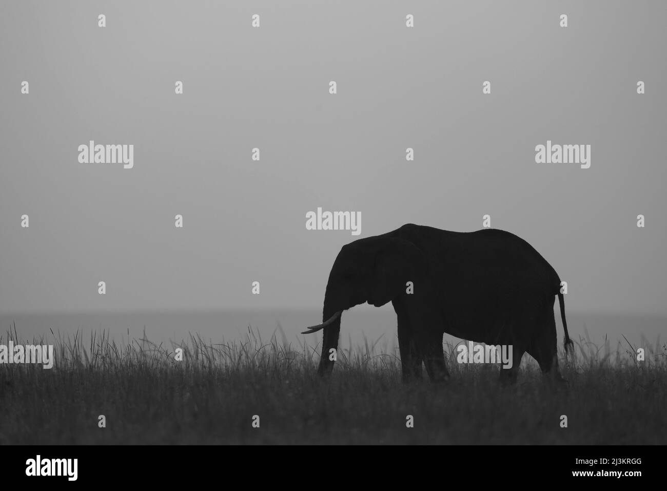 Einsamer afrikanischer Buschelefant (Loxodonta africana) steht im hohen Gras, das am Horizont, dem Maasai Mara National Reserve, dargestellt wird Stockfoto