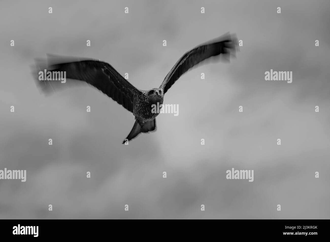 Schwarz-weißes Bild eines schwarzen Drachen (Milvus migrans) im Flug mit verschwommenen Flügelspitzen; Tansania Stockfoto