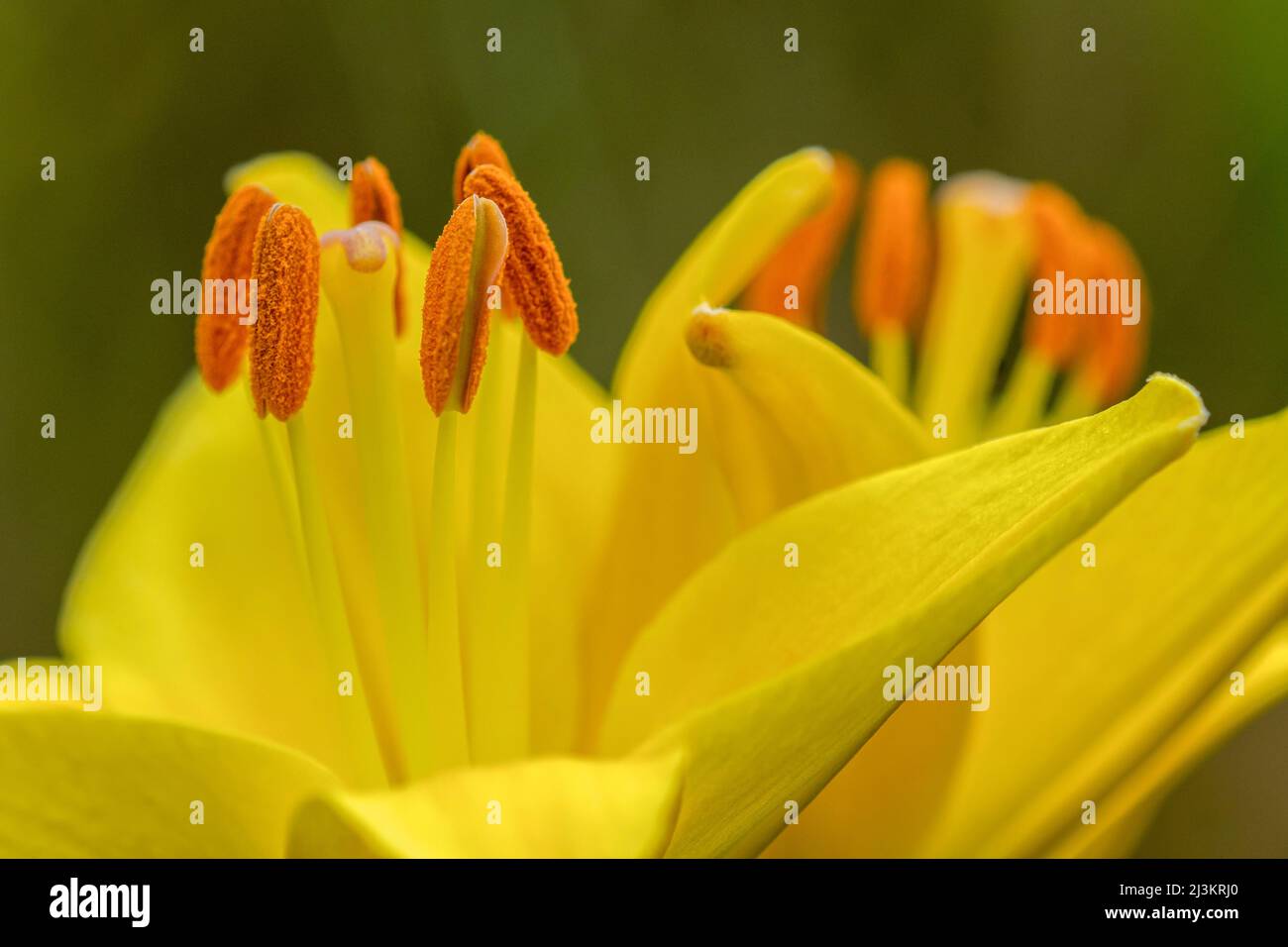 Anther asiatischer Lilien produzieren Pollen in einem Blumengarten von Oregon; Astoria, Oregon, Vereinigte Staaten von Amerika Stockfoto