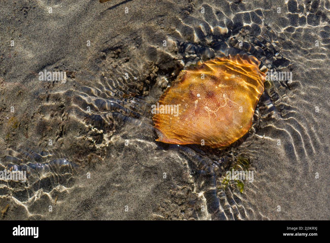 Krabbe versteckt im Sand unter dem seichten Wasser am Crescent Beach im kalten Pazifischen Ozean von BC, Kanada; Surrey, British Columbia, Kanada Stockfoto