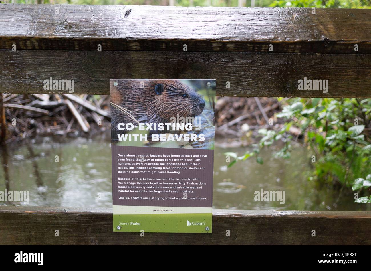 Schild auf einem Geländer von einem Biberdamm über Koexisting mit Bibern, Green Timbers Urban Forest; Surrey, British Columbia, Kanada Stockfoto