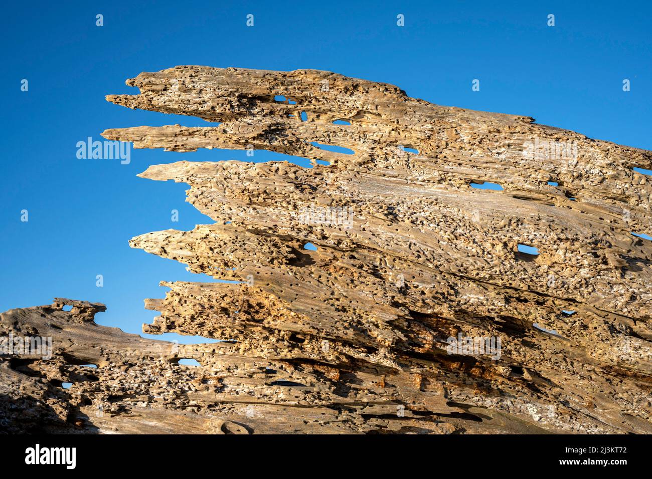 Treibholz, das durch Winderosion an der Küste von North Oregon gebildet wurde; Hammond, Oregon, USA Stockfoto