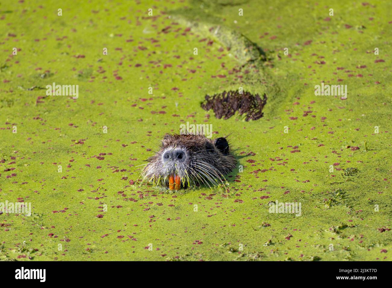 Nutria (Myocastor coypus) schwimmt in Entlein (Lemnoideae) im Ridgefield National Wildlife Refuge; Ridgefield, Washington, Vereinigte Staaten von Amerika Stockfoto