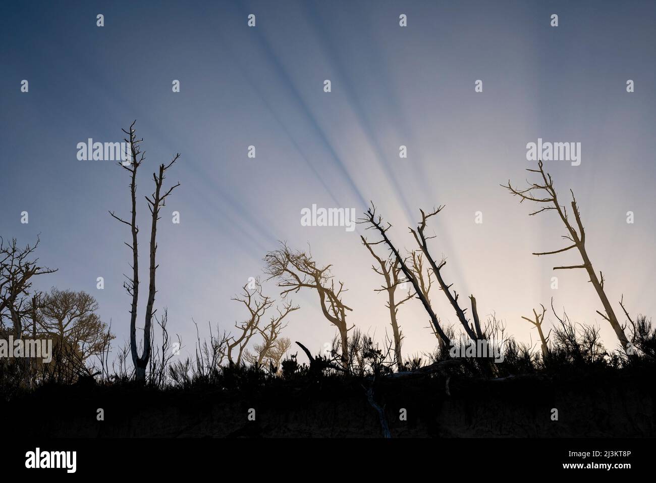 Verwitterte Schnecken werden durch Sonnenstrahlen im Cape Lookout State Park an der Küste von Oregon, Netarts, Oregon, USA, silhouettiert Stockfoto