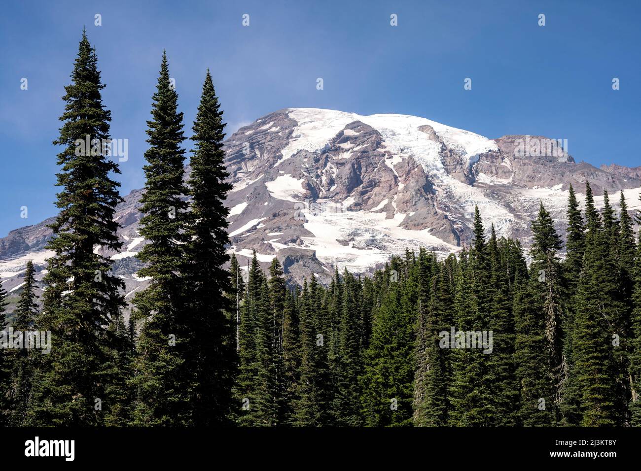 Tannenbäume wachsen an den Hängen des Mount Rainier, Mount Rainier National Park; Longmire, Washington, Vereinigte Staaten von Amerika Stockfoto