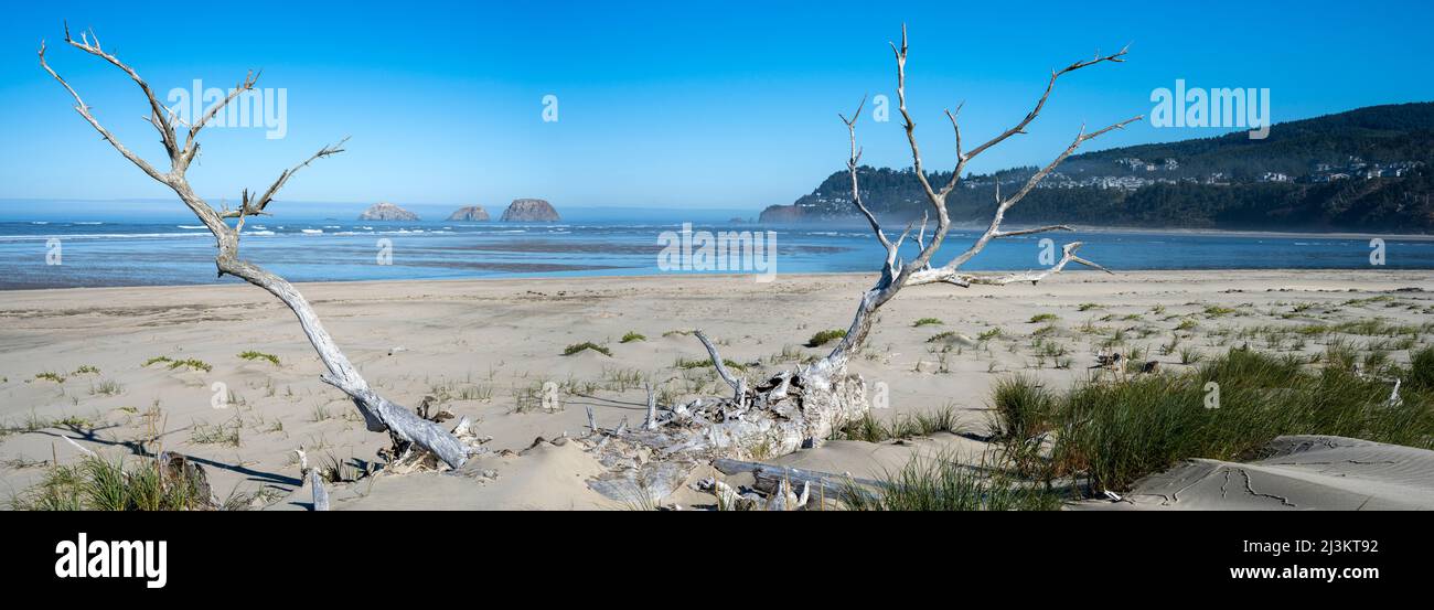 Die Seastacks von Three Arch Rocks sind vom Maxwell Point aus im Cape Lookout State Park an der Küste von Oregon aus zu sehen; Netarts, Oregon, USA Stockfoto