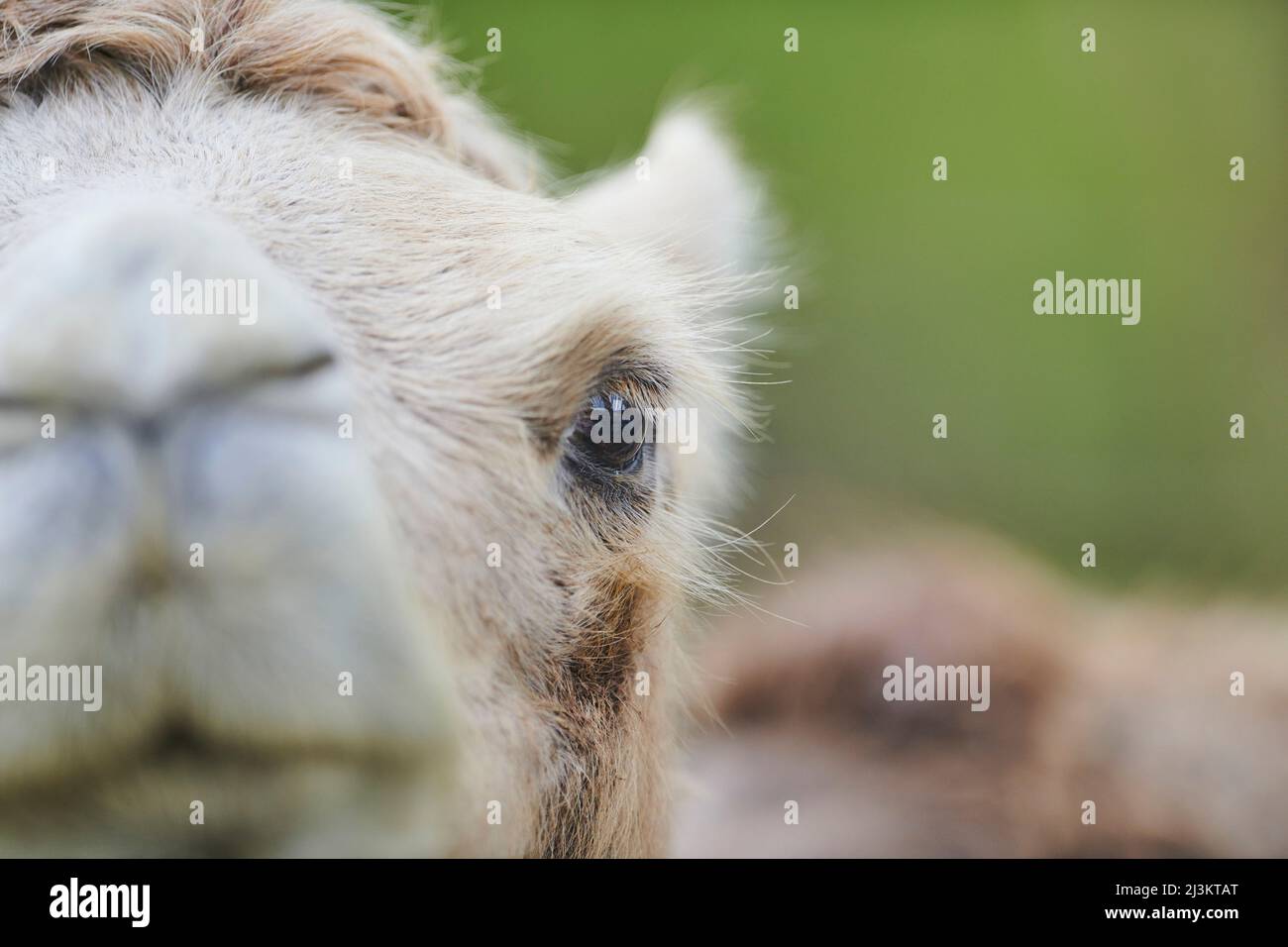 Nahaufnahme und Details des Gesichts eines baktrischen Kamels (Camelus bactrianus), gefangen; Tschechische Republik Stockfoto