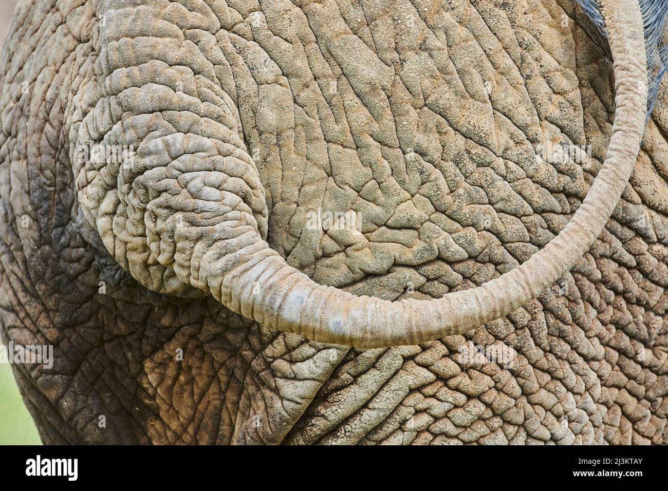 Nahaufnahme der faltigen Haut, des Rückens und des Schwanzes eines afrikanischen Buschelefanten (Loxodonta africana), gefangen; Tschechische Republik Stockfoto