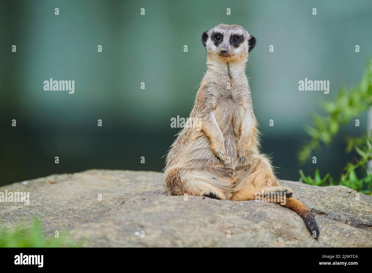 Porträt eines Erdmännchen oder surikats (Suricata suricatta) auf einem Felsen sitzend und in Gefangenschaft auf die Kamera schauend; Bayern, Deutschland Stockfoto