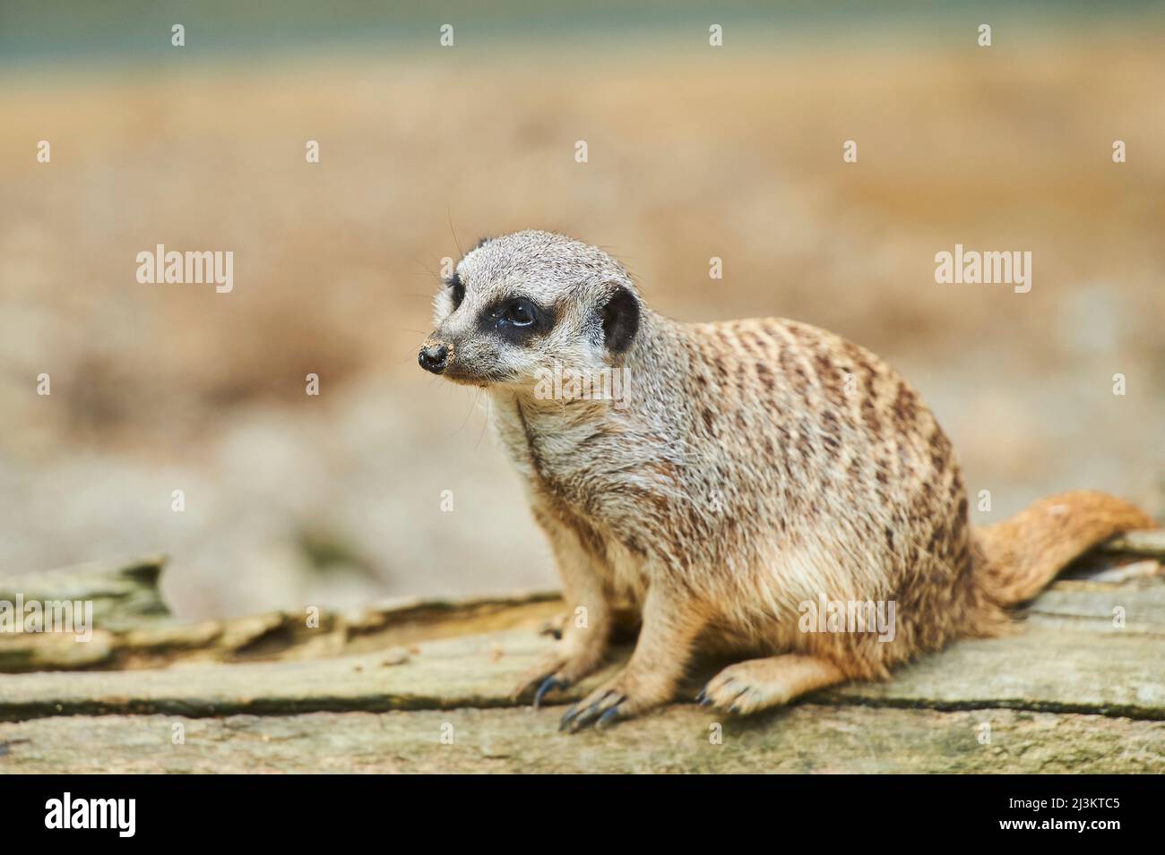 Porträt eines Erdmännchen oder surikats (Suricata suricatta), gefangen; Bayern, Deutschland Stockfoto