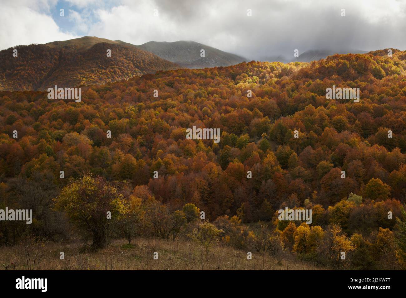 Herbstlicher Wald im Parco Nazionale d'Abruzzo y Molise, Italien.; Parco Nazionale d'Abruzzo y Molise, Provinz Abruzzen, Italien. Stockfoto