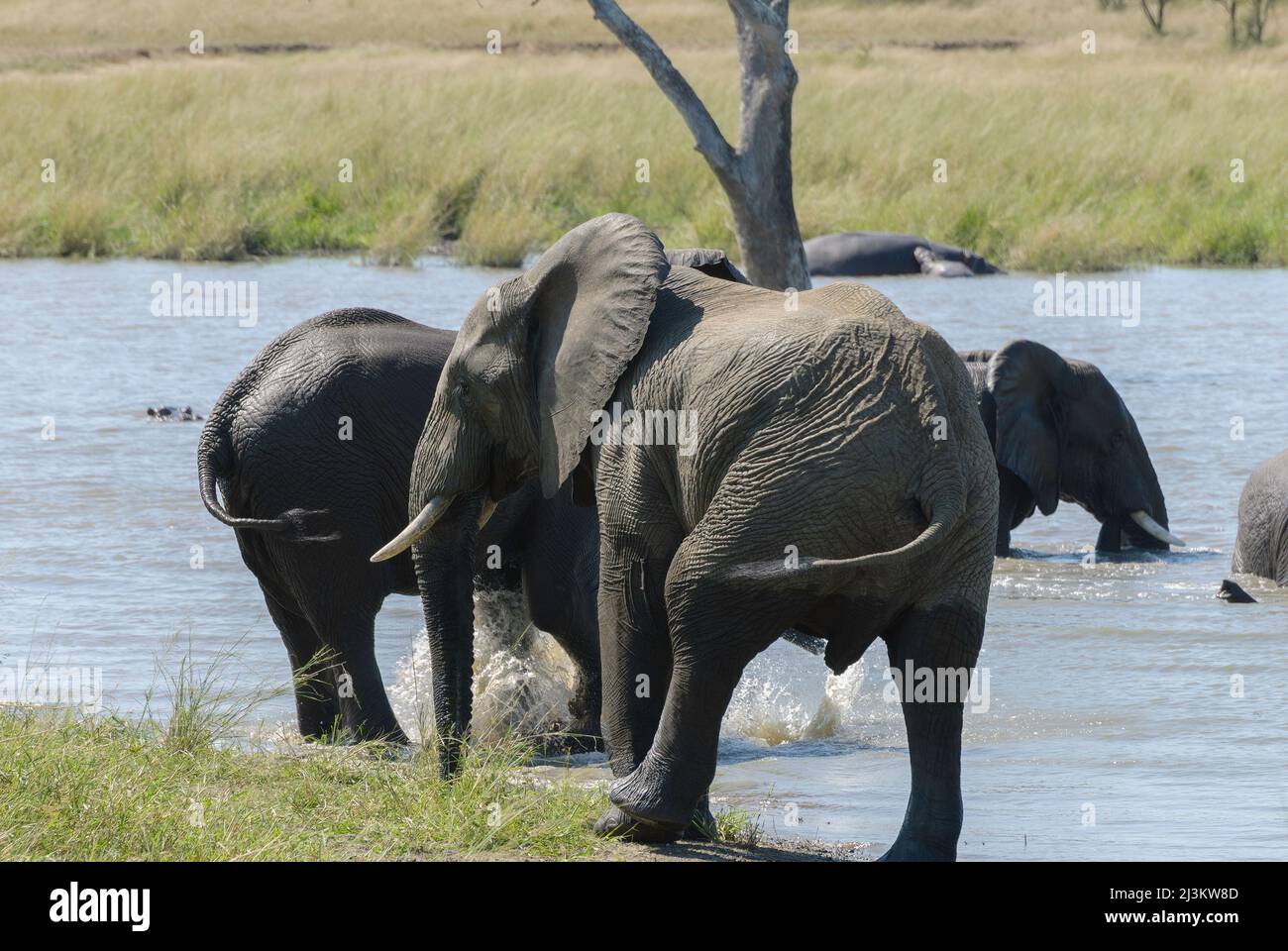 Teil einer großen Herde afrikanischer Elefanten, die die Kühle des Flusses genießen. Krüger National Park, Südafrika. Stockfoto