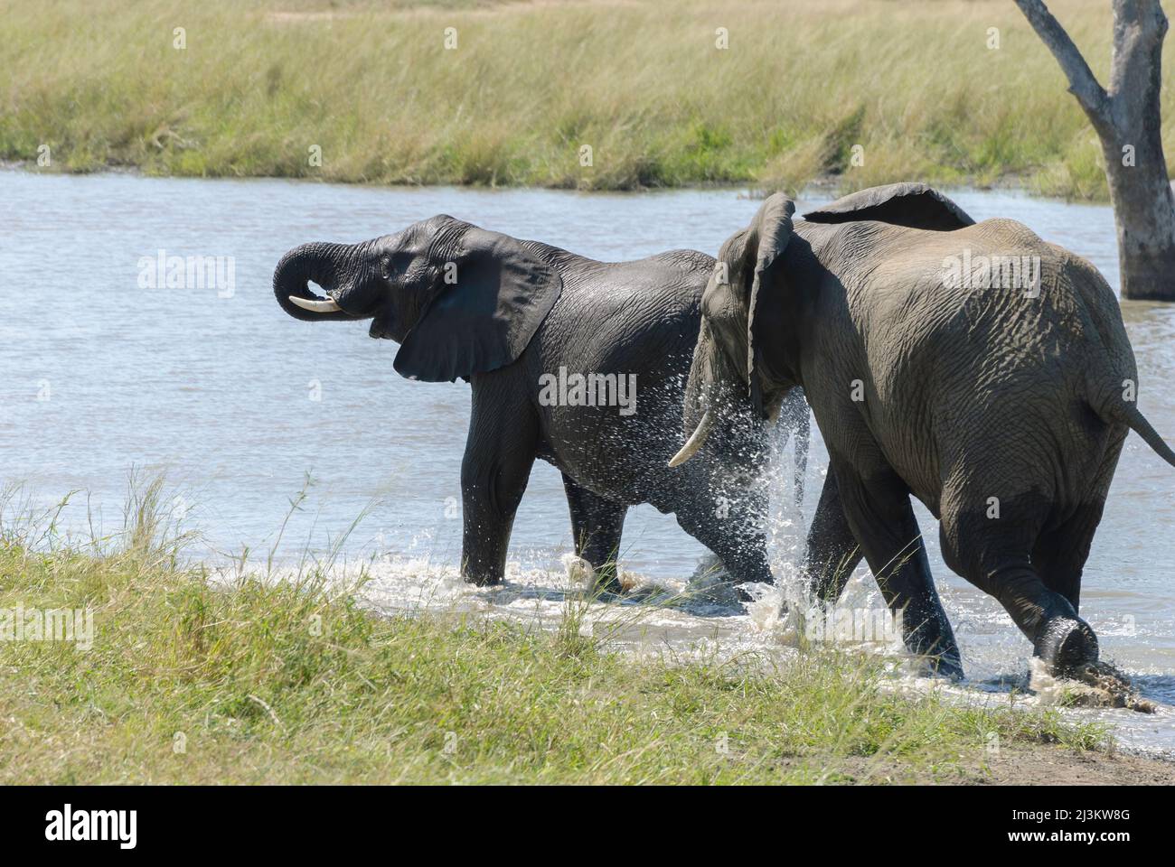Teil einer großen Herde afrikanischer Elefanten, die die Kühle des Flusses genießen. Krüger National Park, Südafrika. Stockfoto