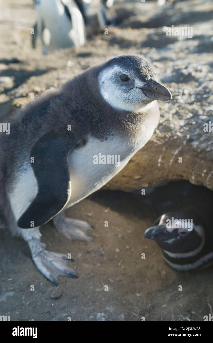 Ein Magellanic Pinguin Küken, Sheniscus magellanicus, in Patagonien.; Isla Magdalena, Magellan Strait, Punta Arenas, Patagonien, Chile. Stockfoto