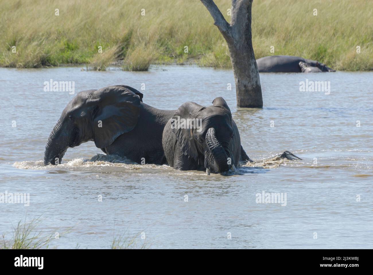 Ein Paar afrikanischer Elefanten, Teil einer großen Herde, kühlt sich im Fluss ab. Krüger National Park, Südafrika. Stockfoto