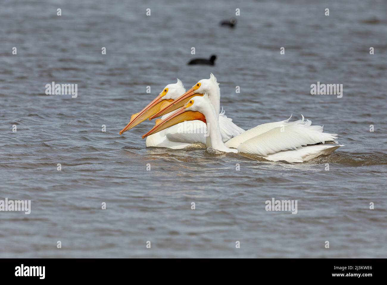 Im späten Winter schwimmen im Mississippi River in Iowa amerikanische weiße Pelikane (Pelecanus erythrorhynchos) Stockfoto