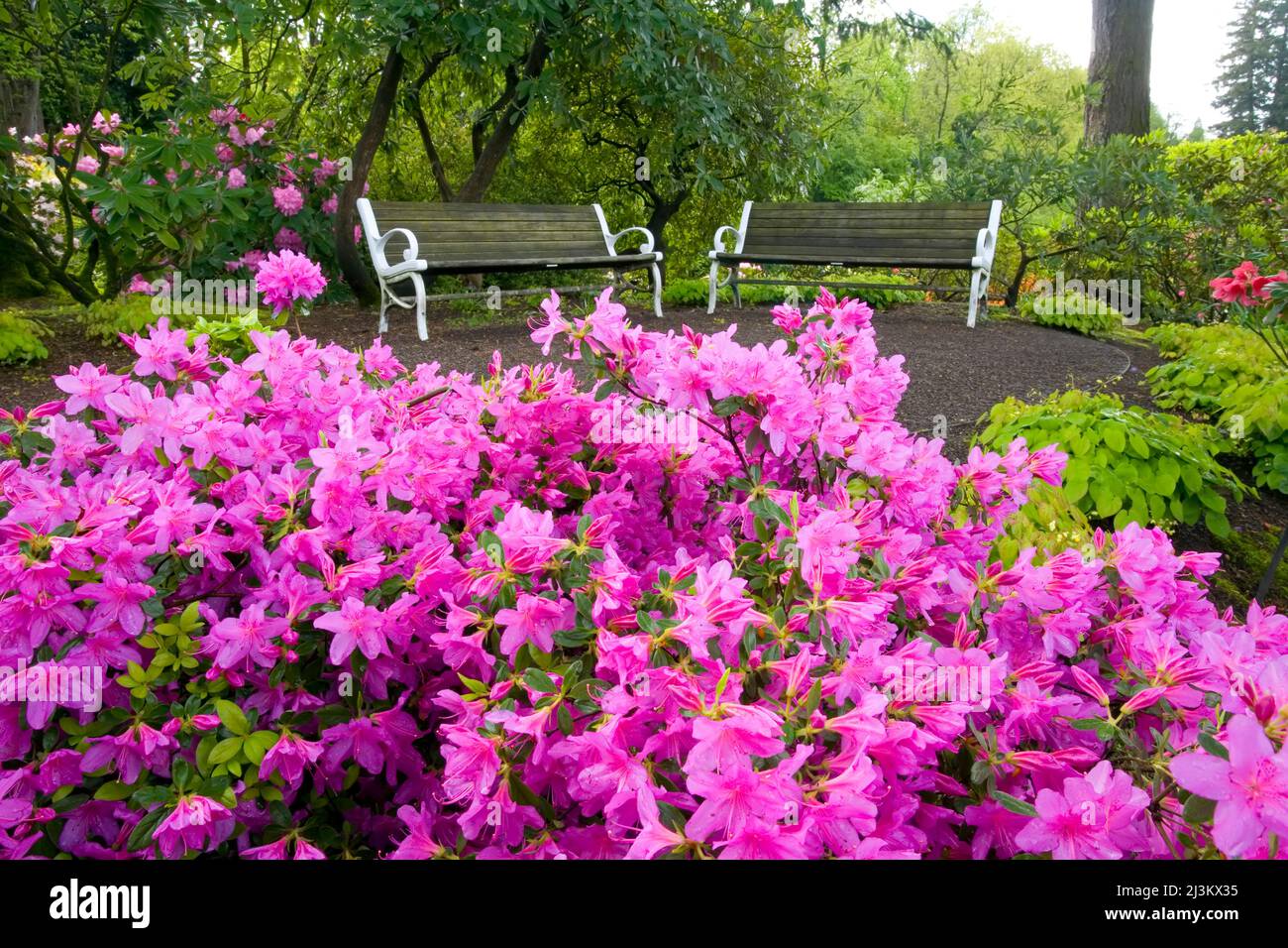 Parkbänke auf einem Pfad mit blühenden rosa Rhododendren im Vordergrund, Crystal Springs Rhododendron Garden Stockfoto