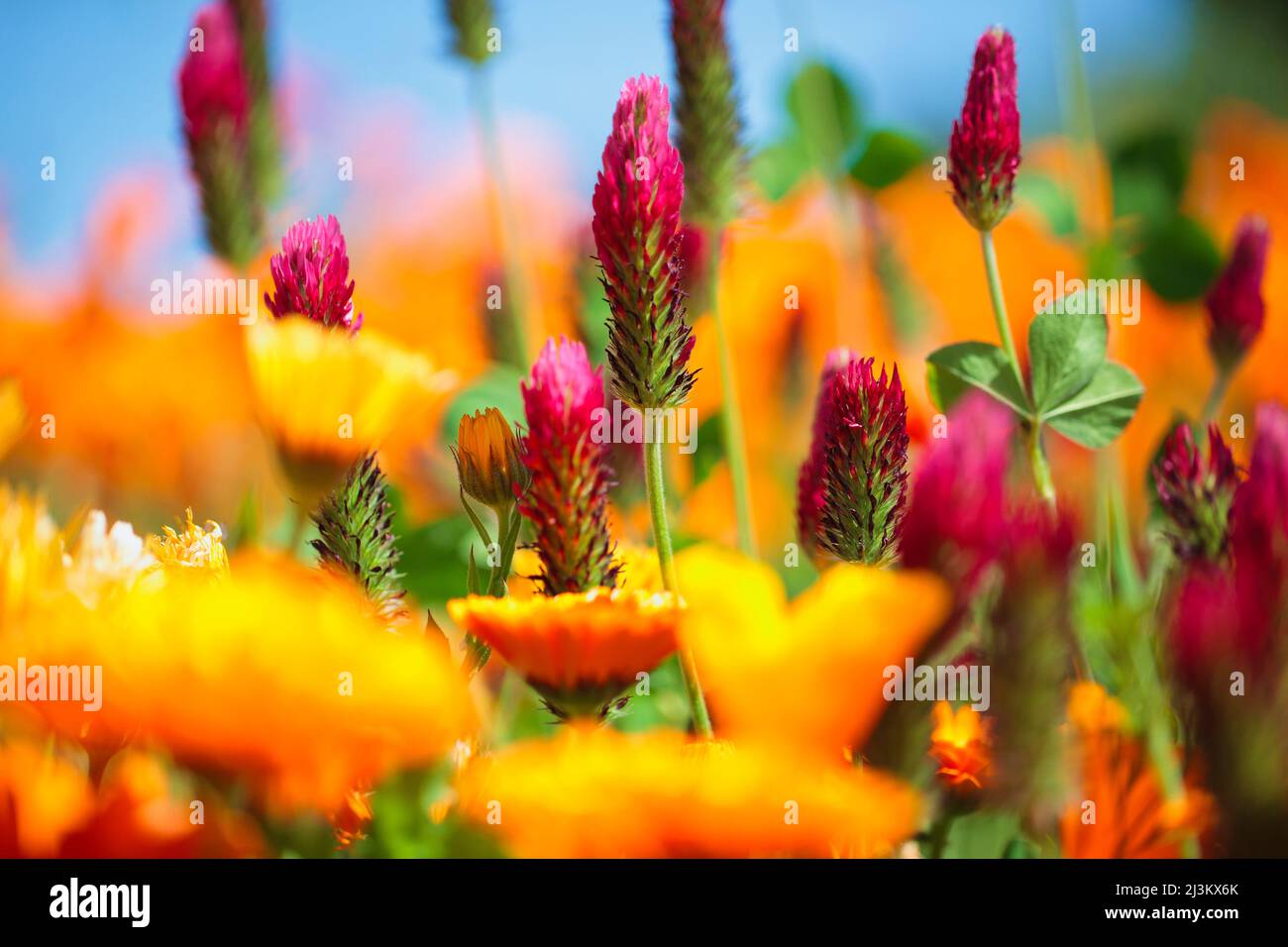 Nahaufnahme einer Vielzahl von Wildblumen auf einer Wiese und am blauen Himmel; Hood River, Oregon, USA Stockfoto