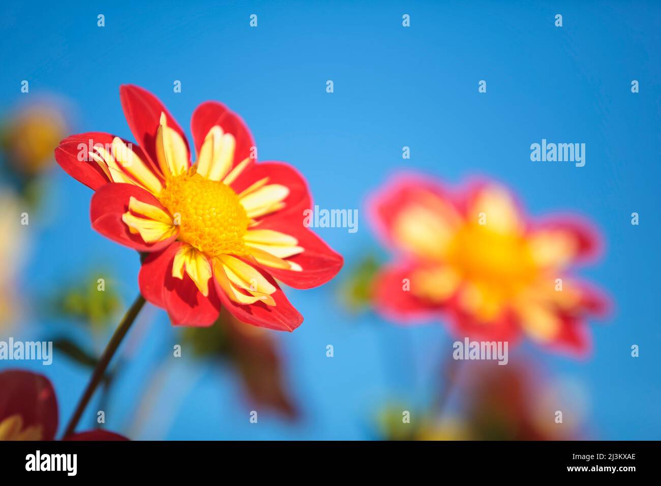 Rote und gelbe leuchtende Dahlia-Blume im Sonnenlicht mit blauem Himmel; Canby, Oregon, Vereinigte Staaten von Amerika Stockfoto