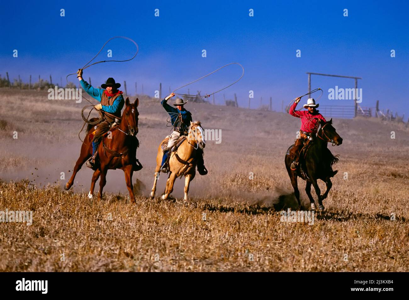 Drei Cowboys, die zu Pferde reiten; Seneca, Oregon, USA Stockfoto