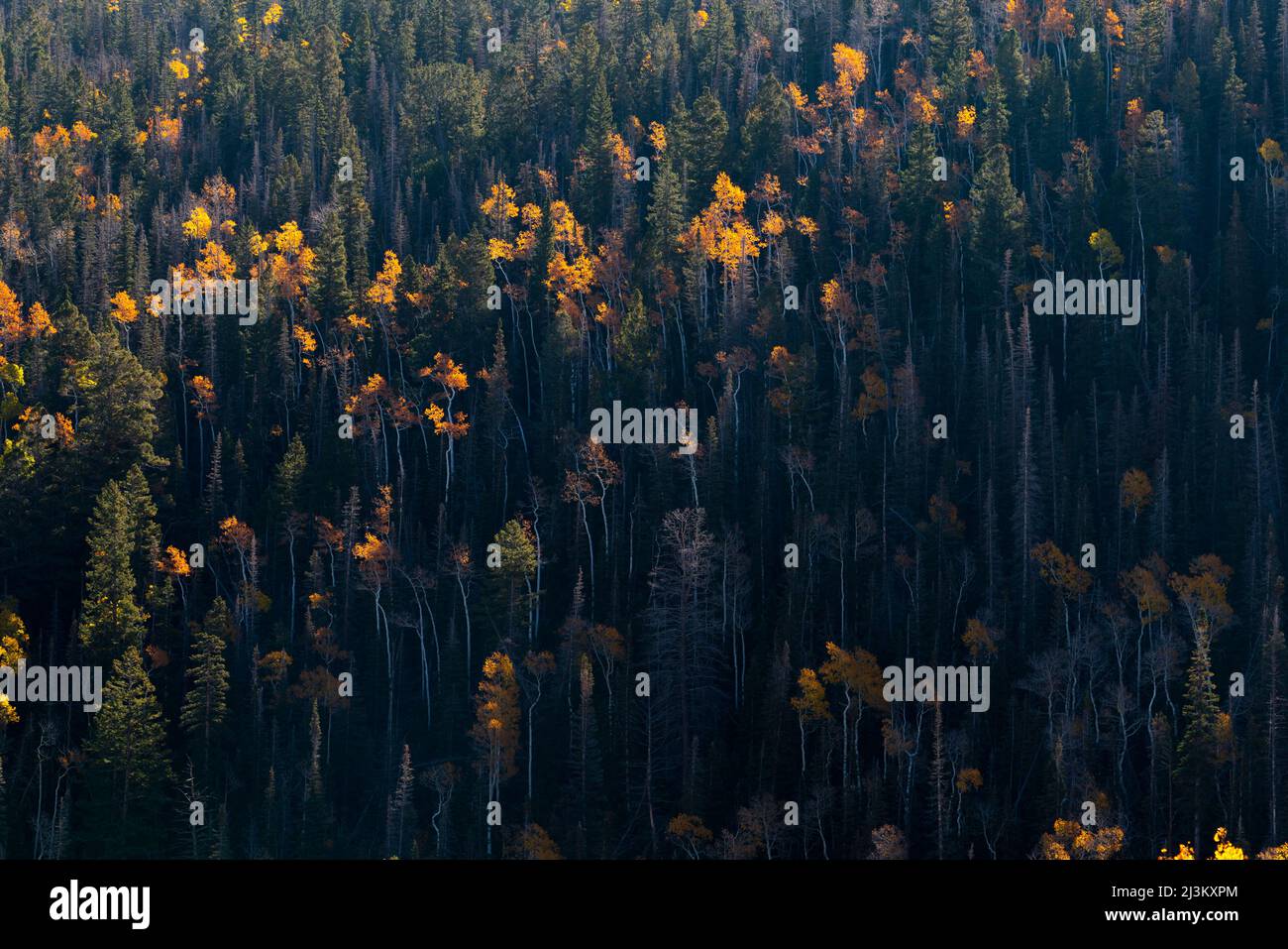 Goldene Espen, die im Herbst in einem Wald mit immergrünen Pflanzen verstreut sind; Richfield, Utah, Vereinigte Staaten von Amerika Stockfoto