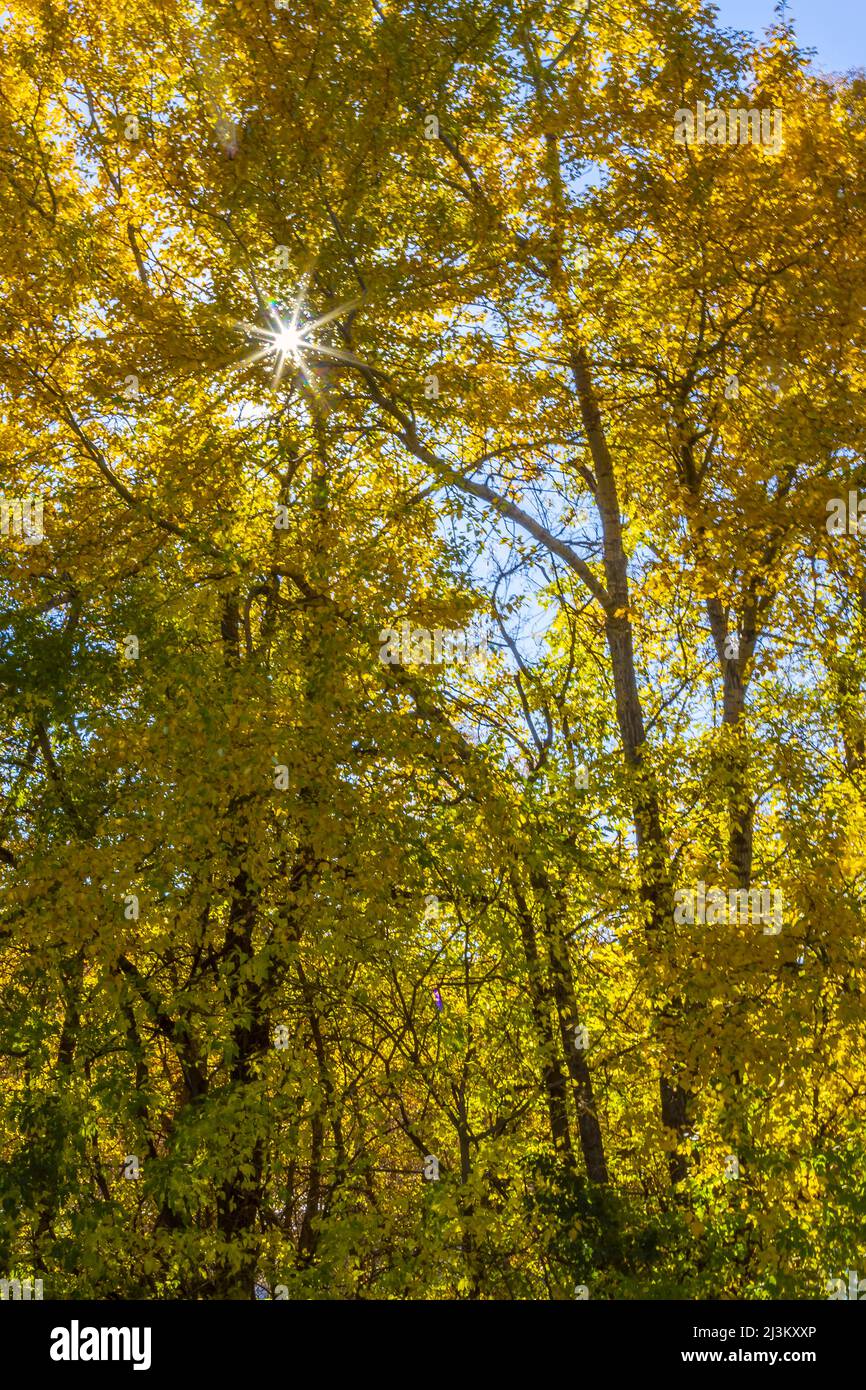 Sunburst glänzt durch goldenes Laub auf Bäumen; Edmonton, Alberta, Kanada Stockfoto