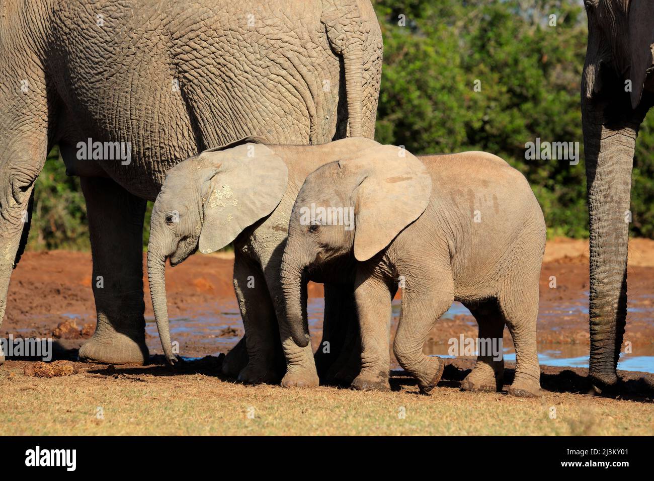 Niedliche afrikanische Baby-Elefanten (Loxodonta africana), Addo Elephant National Park, Südafrika Stockfoto