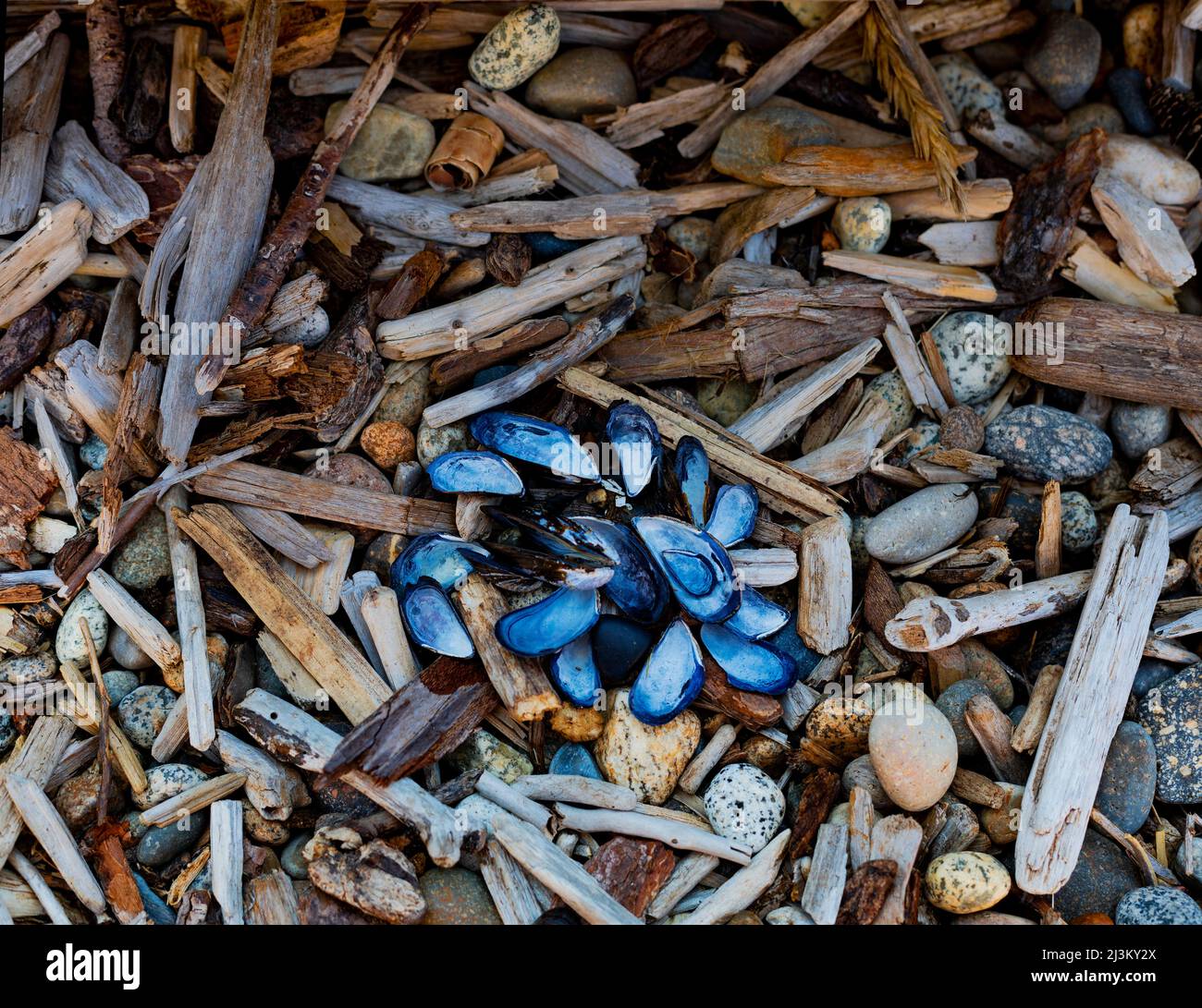 Nahaufnahme einer Vielzahl von Felsen, Treibholzstücken und Muscheln an einem Strand im Sargeant Bay Provincial Park entlang der Sunshine Coast von BC,... Stockfoto