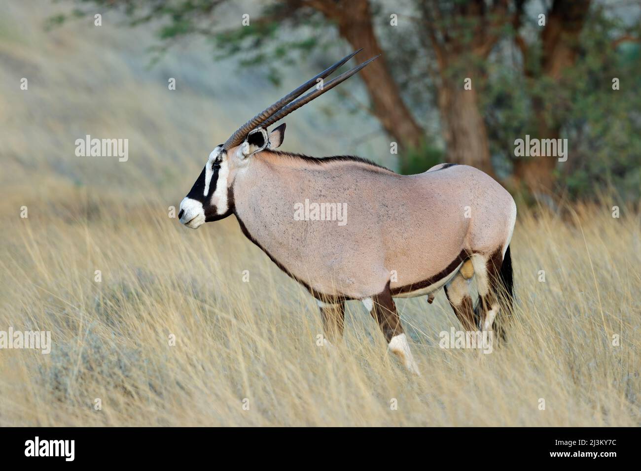 Ein Gemsbock-Antilope (Oryx Gazella) im natürlichen Lebensraum, Kalahari-Wüste, Südafrika Stockfoto