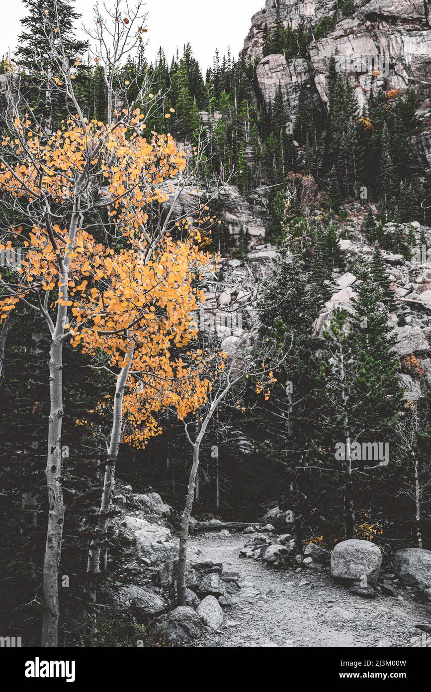 Zerklüftete Landschaft mit Bäumen und Herbstfarben, Rocky Mountain National Park; Colorado, Vereinigte Staaten von Amerika Stockfoto
