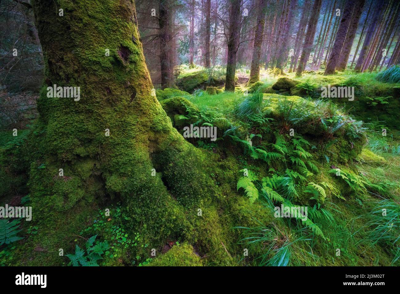 Üppiges Wachstum von Moos und Pflanzen auf dem Waldboden im Gougane Barra National Forest Park; Gougane Barra, County Cork, West Cork, Irland Stockfoto