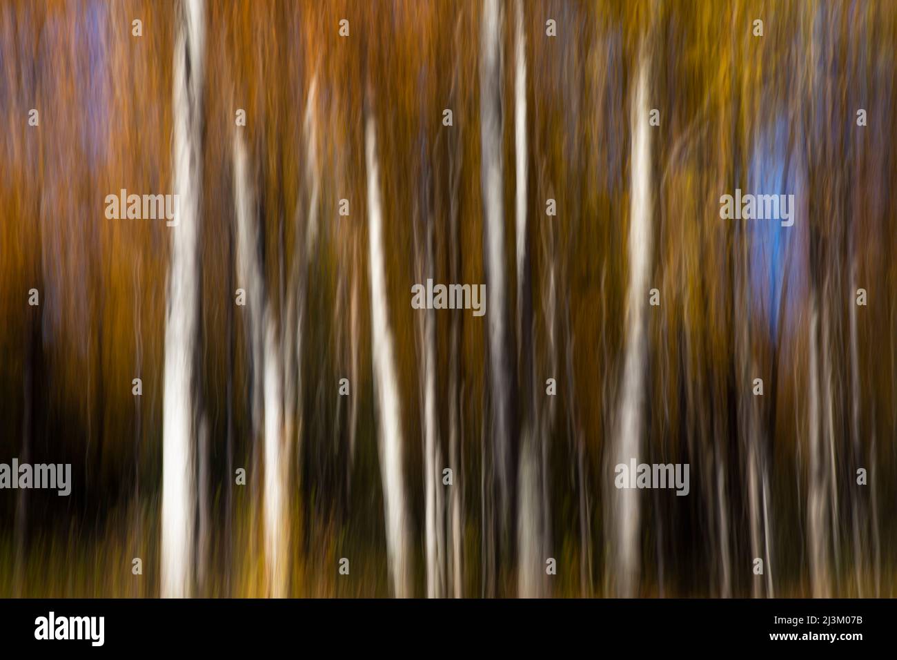 Aspen/Birken mit Herbstfarben, die auf einer langen Belichtung angezeigt werden, erzeugen ein künstlerisches Gefühl oder eine Erinnerung an den Herbst; Alaska, Vereinigte Staaten von Amerika Stockfoto