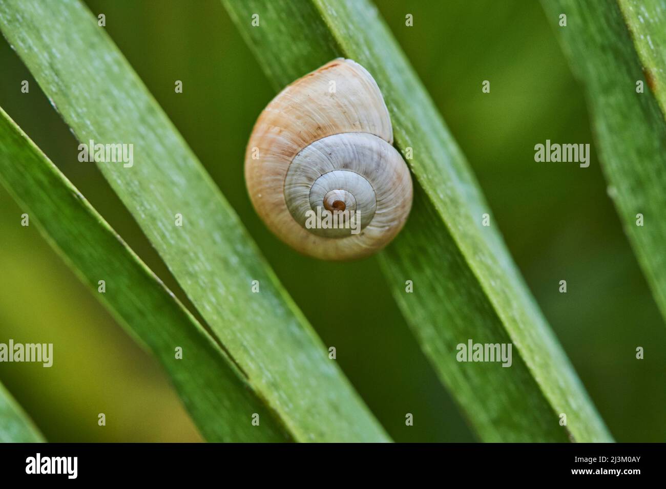 Weißlippschnecke oder Gartenschnecke (Cepaea hortensis); Katalonien, Spanien Stockfoto
