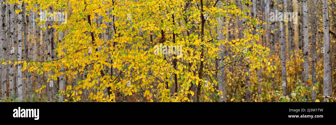 Laubbaum, der im Herbst in einem Wald zu goldenem Laub wechselt; British Columbia, Kanada Stockfoto