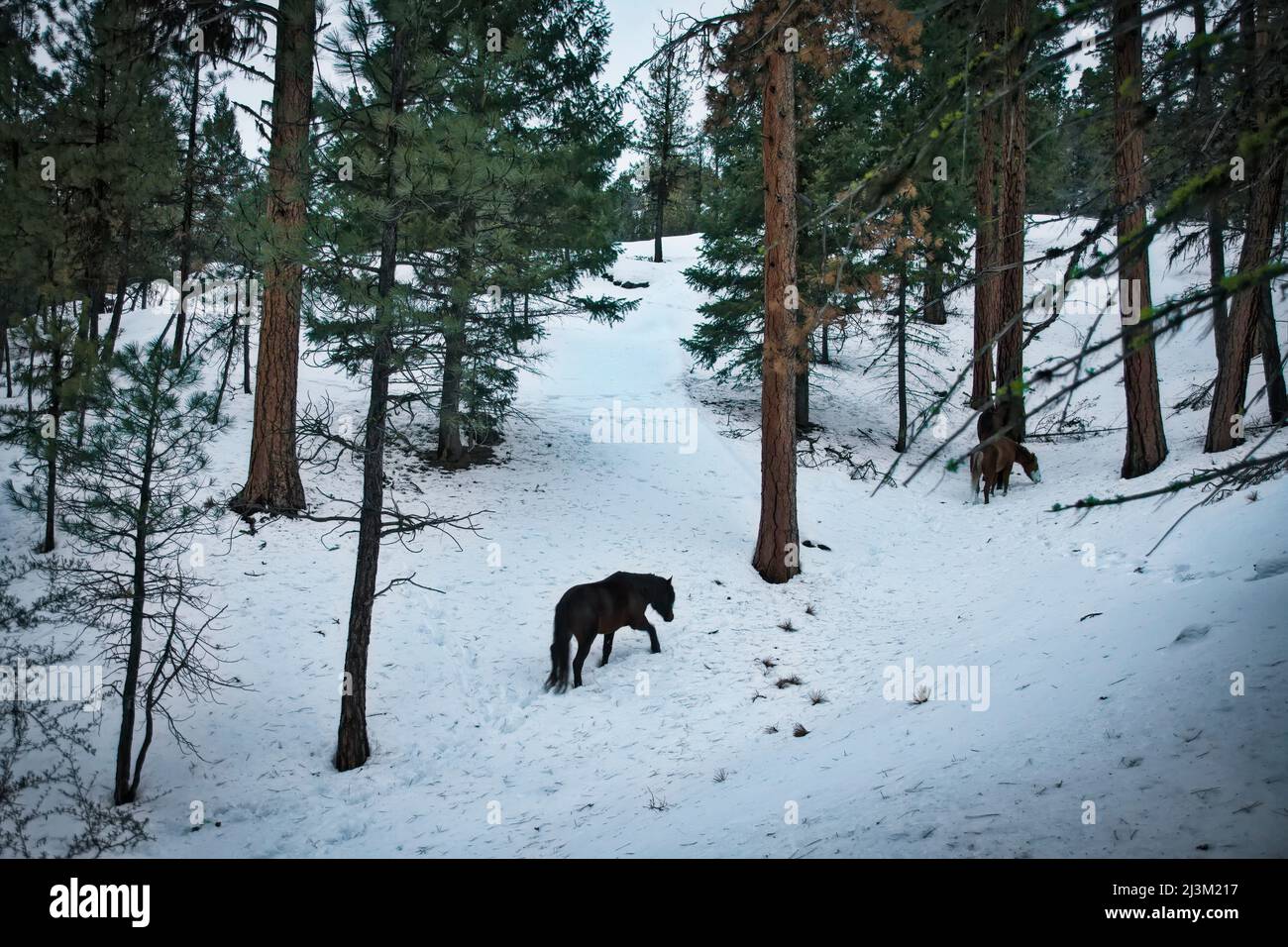 Wilde Pferde kämpfen in den schneebedeckten Bergen im Osten von Oregon um Nahrung. Über 60 Mustangs, die Überreste von indischen und Siedlerpferden sind... Stockfoto