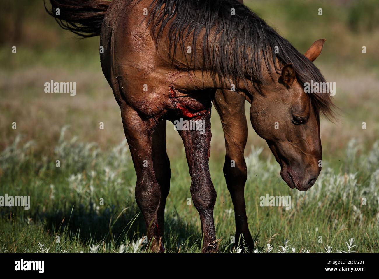 Wild Horse verwundet von einem Stacheldrahtzaun; Lantry, South Dakota, Vereinigte Staaten von Amerika Stockfoto