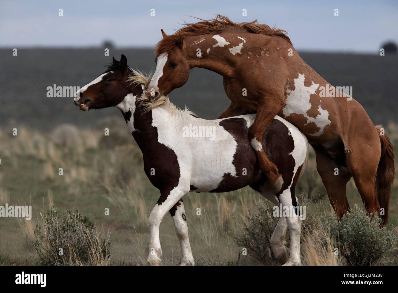 Das dominante Gestüt zeigt Aggression bei der Paarung mit einem einjährigen Mustang, Steens Mountain Recreation Lands; Frenchglen, Oregon, Vereinigte Staaten von Amerika Stockfoto