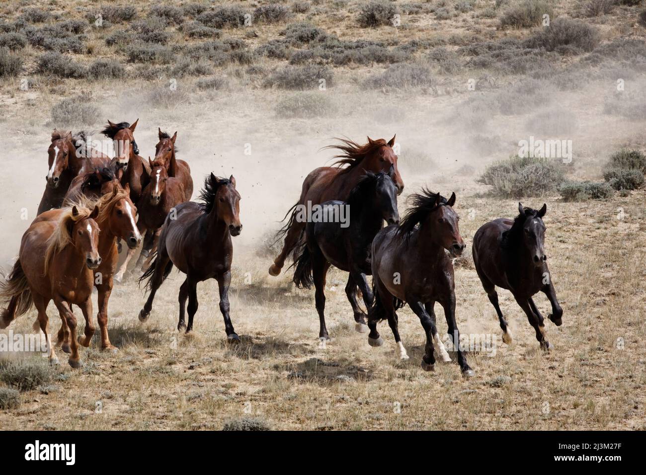 Eine Herde wilder Pferde, die auf einem Feld laufen, stellt das Bureau of Land Management mithilfe von Hubschraubern wilde Pferde zusammen Stockfoto