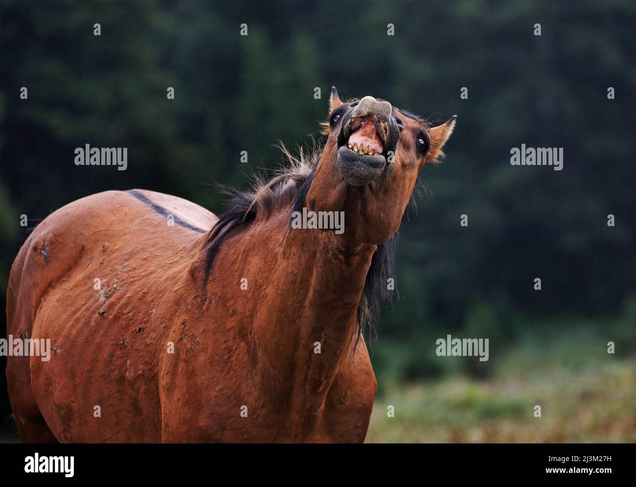 Geschützter Mustang, der einen Duft in der Pryor Mountain Wild Horse Range entdeckt; Lovell, Wyoming, Vereinigte Staaten von Amerika Stockfoto