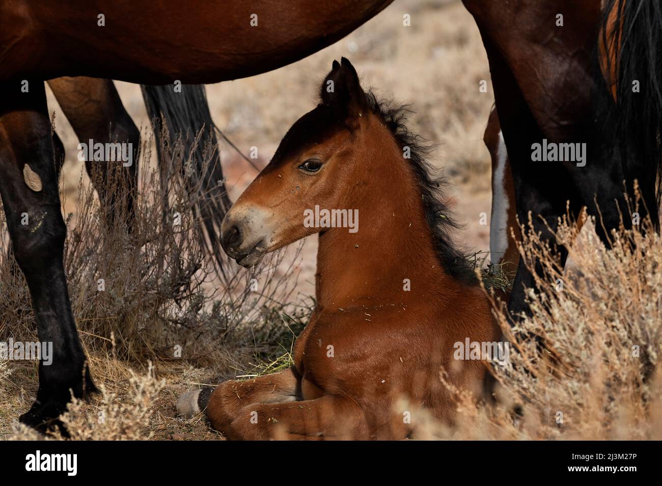 Wildpferd Fohlen auf dem Boden unter einem erwachsenen Pferd, leben in den Hügeln über einer Reno Unterteilung; Reno, Nevada, Vereinigte Staaten von Amerika Stockfoto