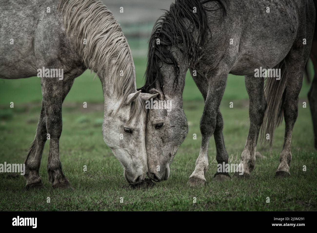 Zwei Pferde grasen eng zusammen, White Sands Herde von Wildpferden bei der International Society for the Protection of Mustangs and Burros. Drei Herden... Stockfoto
