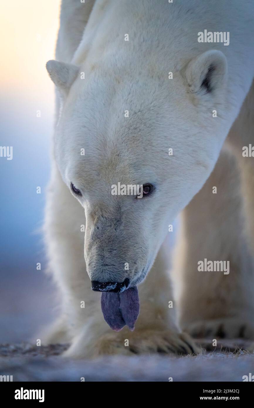 Nahaufnahme eines Eisbären (Ursus maritimus) mit Zungenaufnahme; Arviat, Nunavut, Kanada Stockfoto