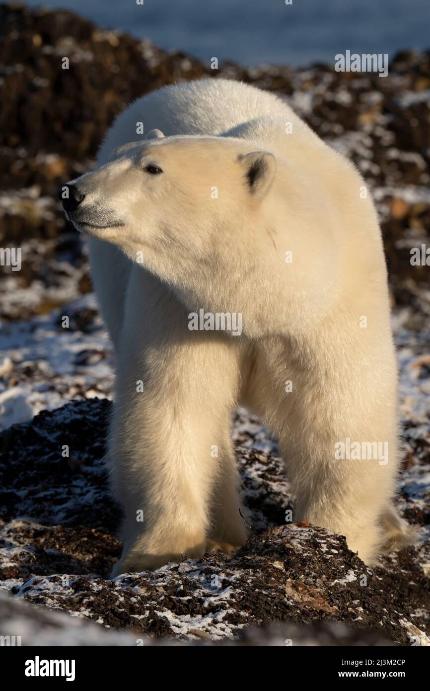 Bären weißes fell -Fotos und -Bildmaterial in hoher Auflösung – Alamy
