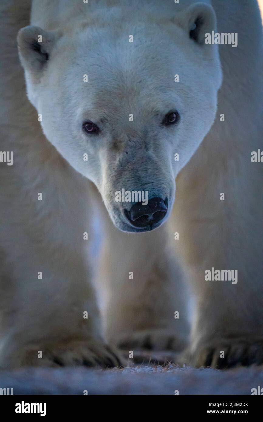 Nahaufnahme eines Eisbären (Ursus maritimus) mit Kopf und Füßen; Arviat, Nunavut, Kanada Stockfoto