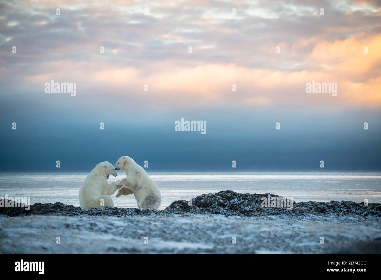 Eisbären (Ursus maritimus) ringen im Morgengrauen an der Küste; Arviat, Nunavut, Kanada Stockfoto